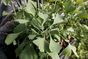 Picture of Ginkgo